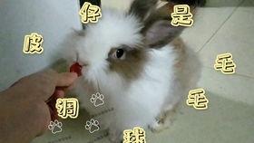 吃瓜网可可兔,揭秘娱乐圈幕后故事