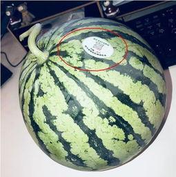 变性网红吃瓜,揭秘娱乐圈背后的惊人真相